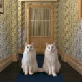 The Shining Twins Cats