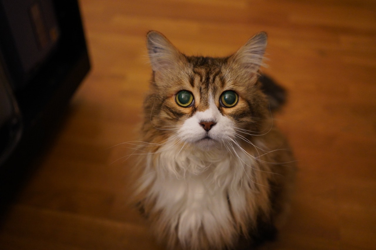 にゃんこのいない生活 Kyocom